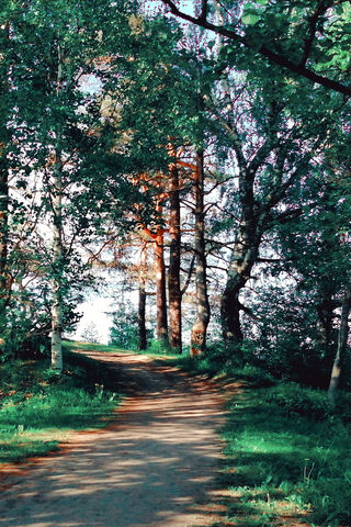 Nature's Serene Pathway 🌳✨