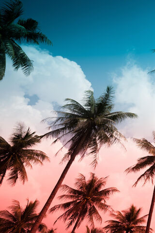 Tropical Serenity: The Beauty of Palmeras 🌴✨