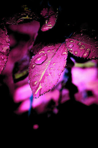 Mystical Pink Leaf: Nature's Vibrant Touch 🌿✨