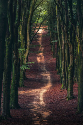 Whispers of the Woodland Path 🌲✨