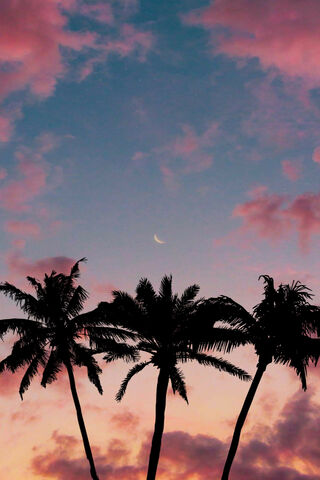 Palms In Pink Sky