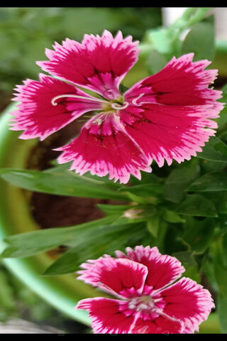 Blooming Beauty: The Pencil Sharpener Flower 🌸✏️