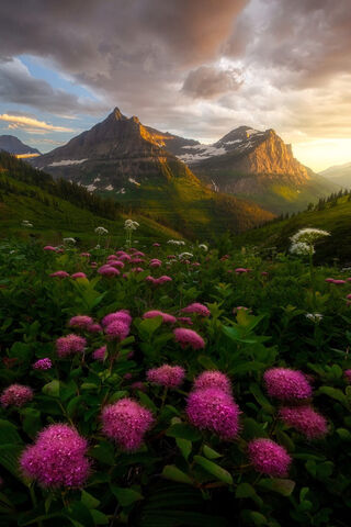 Blossoms of Serenity: A Mountain's Embrace 🌸🏔️