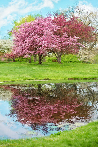 Blossoms of Serenity: The Pink Tree Reflection 🌸🌳
