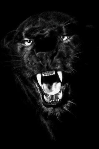 Majestic Shadow: The Panther's Roar 🐆✨