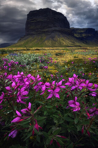 Vibrant Blooms Against a Majestic Backdrop 🌸🏞️