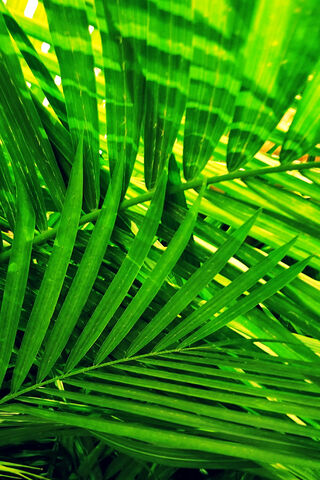Tropical Serenity: A Close-Up of Palm Leaves 🌴✨