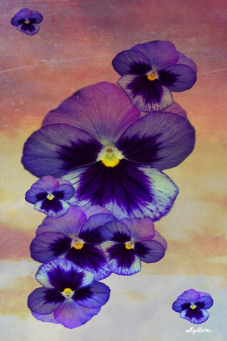Whispers of the Pansy 🌸✨