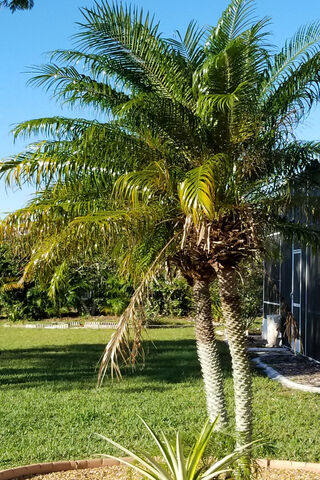 Tropical Serenity: The Majestic Palm Tree 🌴✨