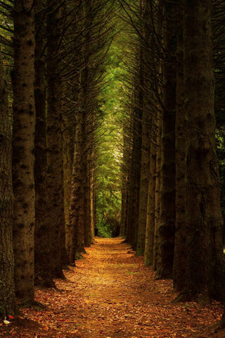Whispers of the Woodland Path 🍂🌲
