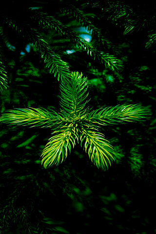 Emerald Whispers: Nature's Artistry