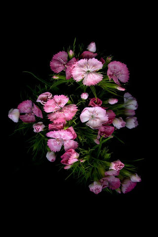 Blossoms of Elegance 🌸✨