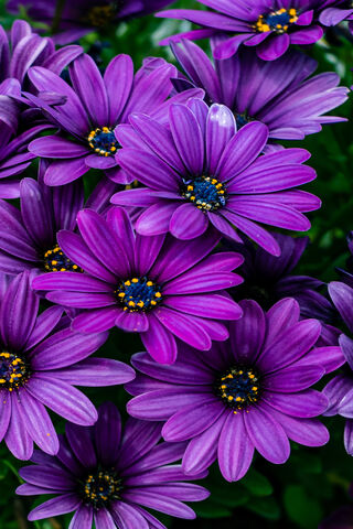 Vibrant Blooms of Seren..