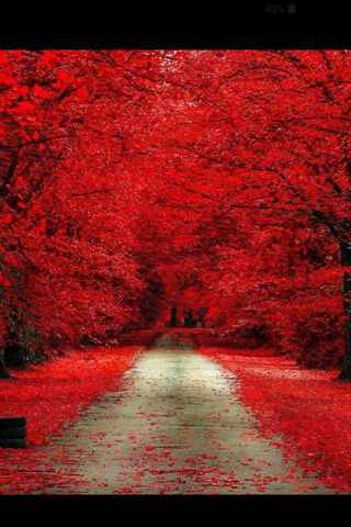 Crimson Journey: A Path Through Autumn's Embrace 🍂❤️