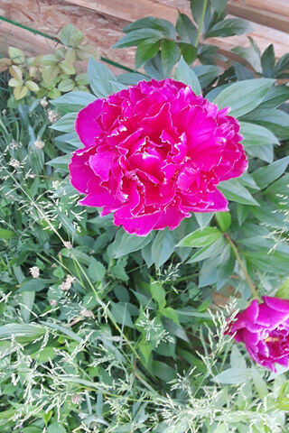 Peony