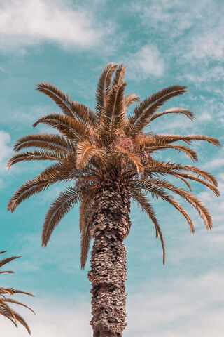 Tropical Serenity: The Majestic Palm