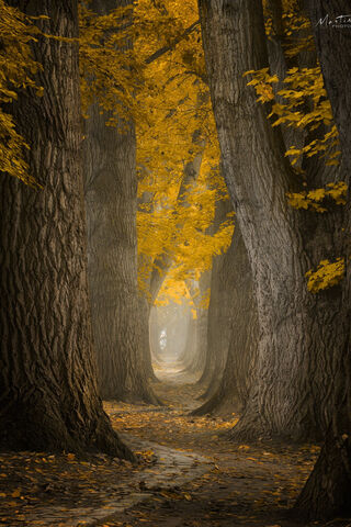 Golden Pathway Through Autumn