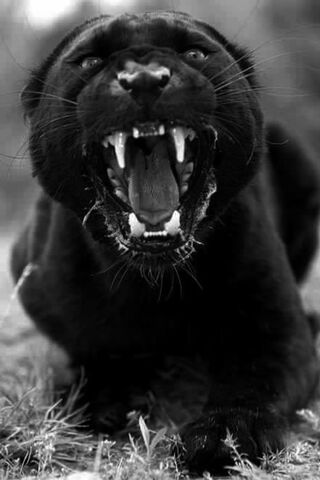The Majestic Roar of the Panther 🐆✨
