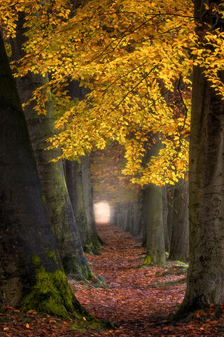 Autumn's Whisper: A Journey Through the Golden Path 🍂✨