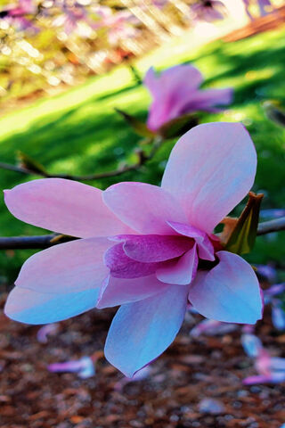 Blossoms of Serenity: The Pretty Magnolia 🌸