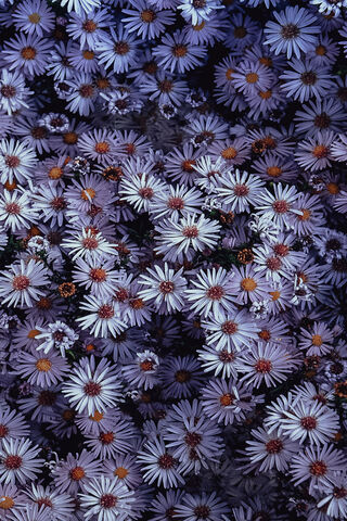 Enchanted Lavender Blooms 🌸✨