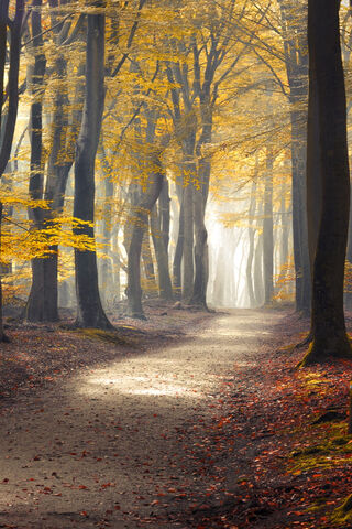 Whispers of Autumn: A Serene Pathway 🍂✨