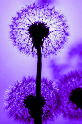 Enchanted Dandelion Dreams 🌌✨