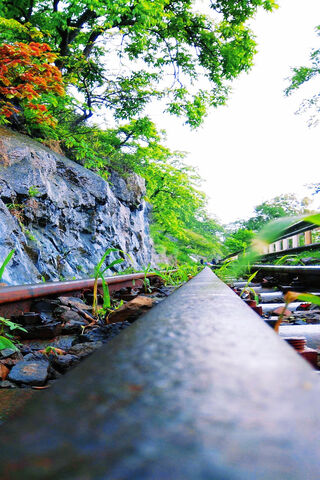 Nature's Embrace: The Forgotten Railway