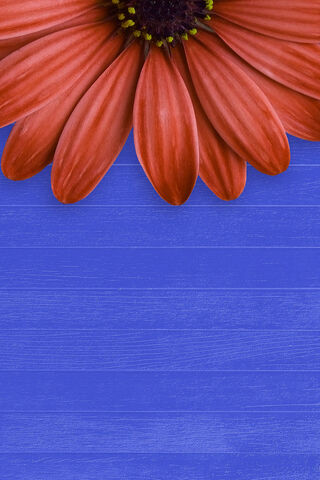 Vibrant Blooms: A Touch of Nature