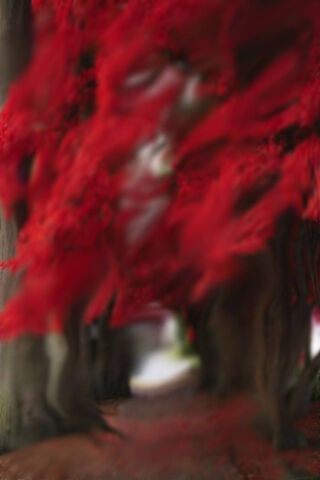 Red Trees