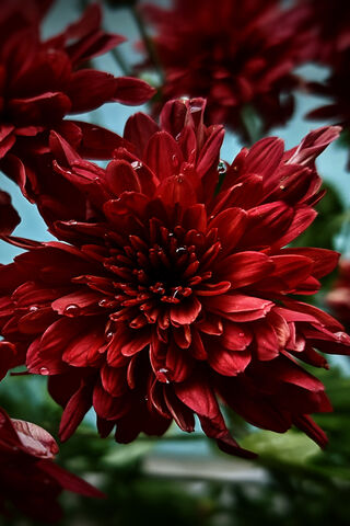 Crimson Beauty: The Allure of Red Flowers 🌹✨