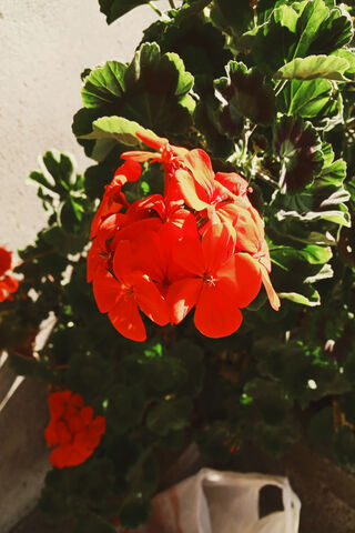 Vibrant Blooms: The Beauty of Red Flowers 🌺✨