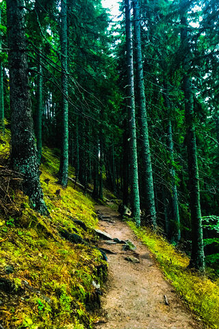 Whispers of the Rhodope Forest 🌲✨