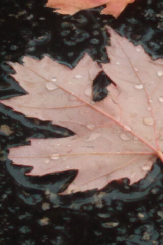 Raindrops On Leaves