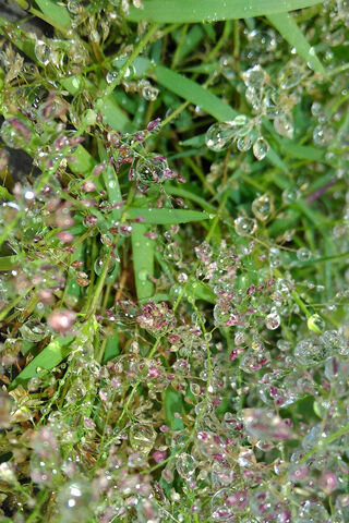 Nature's Crystal Dance: A Rain Shower Delight