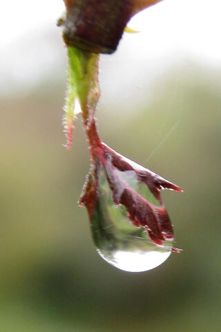 Nature's Crystal: The Beauty of a Rain Droplet 🌧️💧