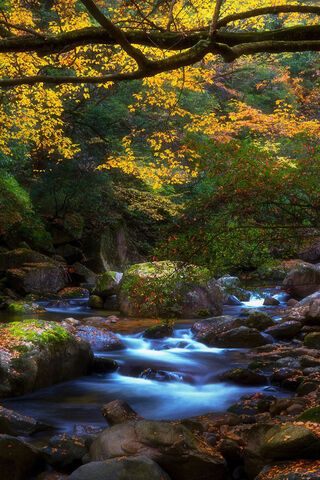 Whispers of the River 🌊🍂