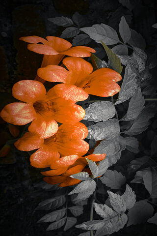 Fiery Blooms in a Shadowed World 🌺🔥