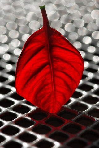 Crimson Elegance: The Beauty of Nature