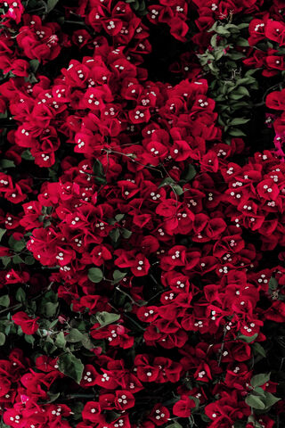 Crimson Blooms: Nature's Fiery Canvas 🌺🔥