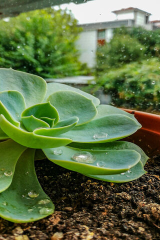 Raindrops on Succulent Bliss 🌧️🌱