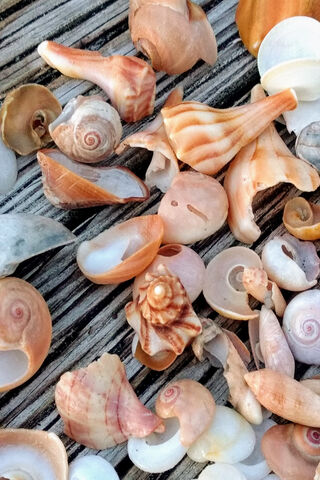 Treasures of the Shore: A Seashell Collection 🐚✨