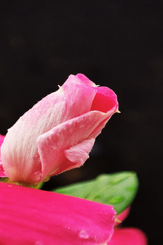 Vinca Rosea Mixed Color Flower Seeds