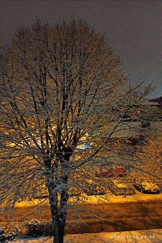 Winter's Embrace: The Snowy Sentinel