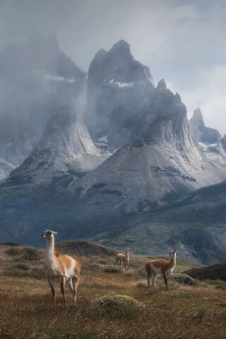 Majestic Serenity: Summer in Patagonia 🌄🦙