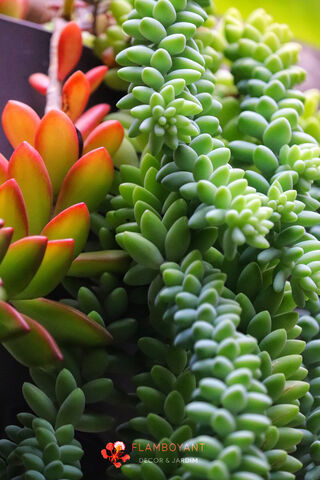 Sedum Burrito: A Succulent Delight 🌱✨