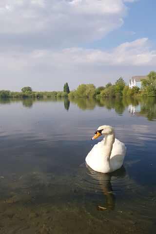 Swan And Lake