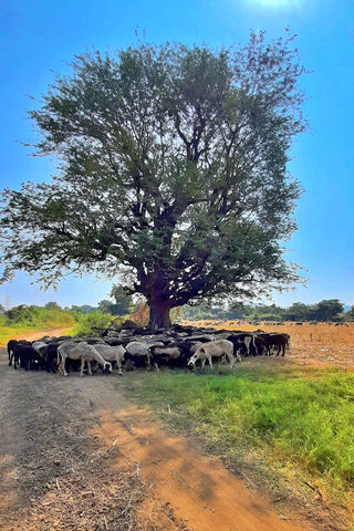 Sheep Under the Shade 🌳🐑