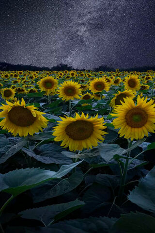 Sunlit Dreams Under a Starry Sky 🌻✨