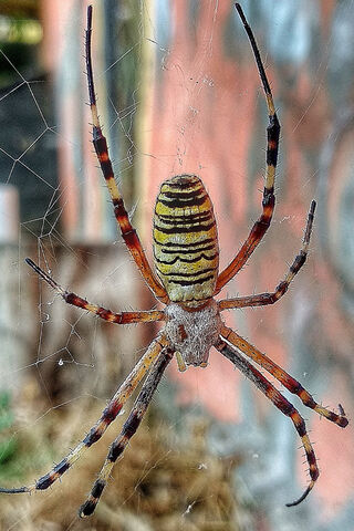Nature's Intricate Artistry: The Spider's Web